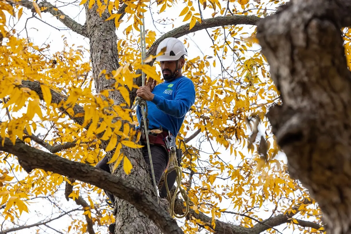 Skilled Tree Pruning crew working in Crest Hill